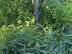 Feed fence with calf shelter 31