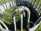 Feed fence 9