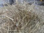 Hay round bales 6
