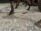 Horsch terrano 8 harrow 30