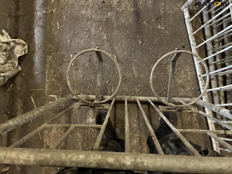 Wall-mounted calf boxes 4