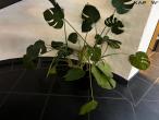 Plants and concrete figure 3