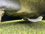 Yardman lawn mower Hydrostatic 46