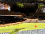 Claas Direct Disc 520 skærebord med vogn 20