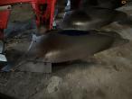 Naud RVN 457 5 furet plov 10