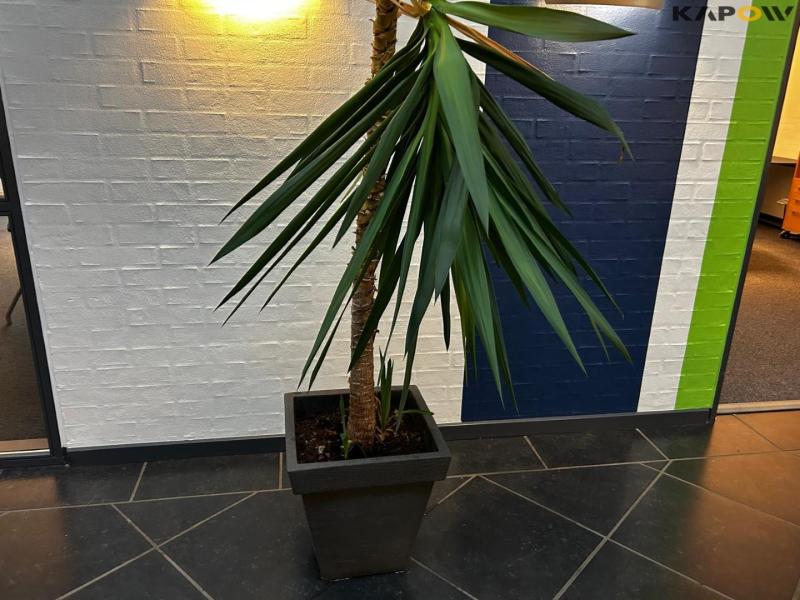 Planter og betonfigur 1