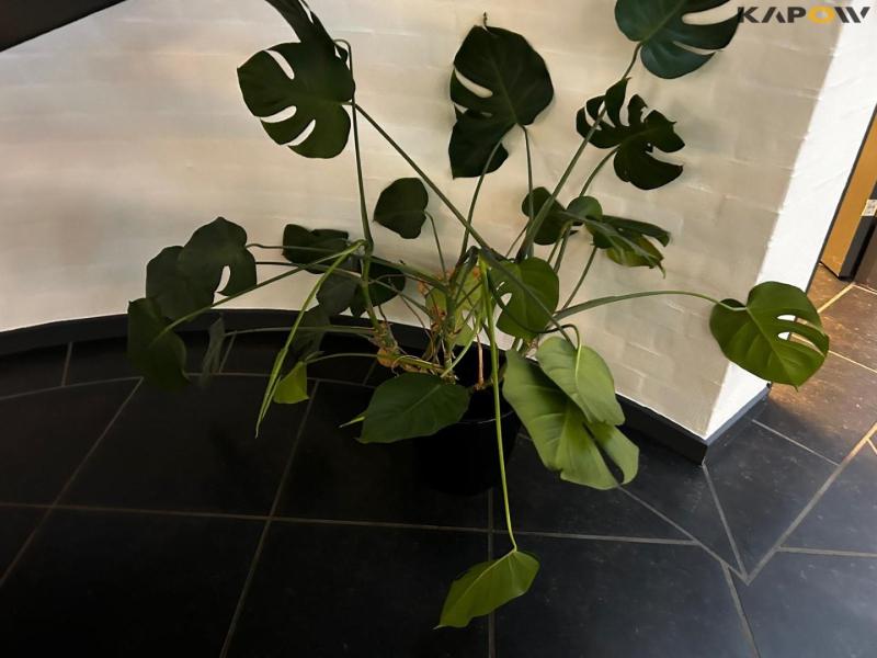 Planter og betonfigur 3