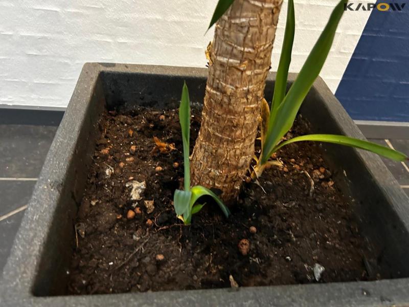 Planter og betonfigur 4
