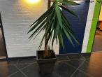 Planter og betonfigur 1