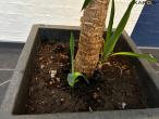 Planter og betonfigur 4
