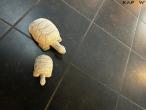 Planter og betonfigur 6