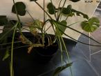 Planter og betonfigur 7