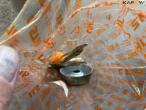 Stihl FS450 buskrydder med udstyr 34