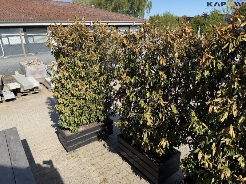 Plant boxes - 4pcs. 5