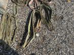 Straps and lashing 8