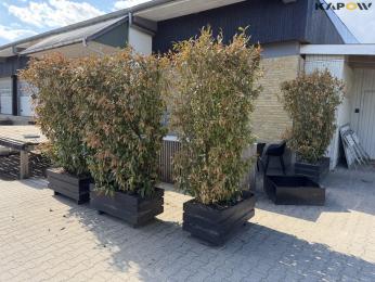 Plant boxes - 4pcs.