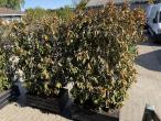 Plant boxes - 4pcs. 4