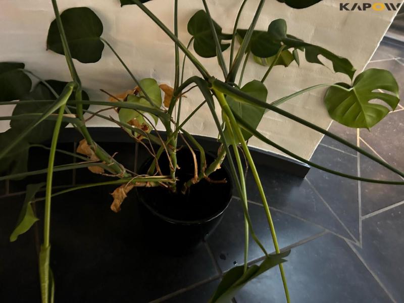 Plants and concrete figure 7